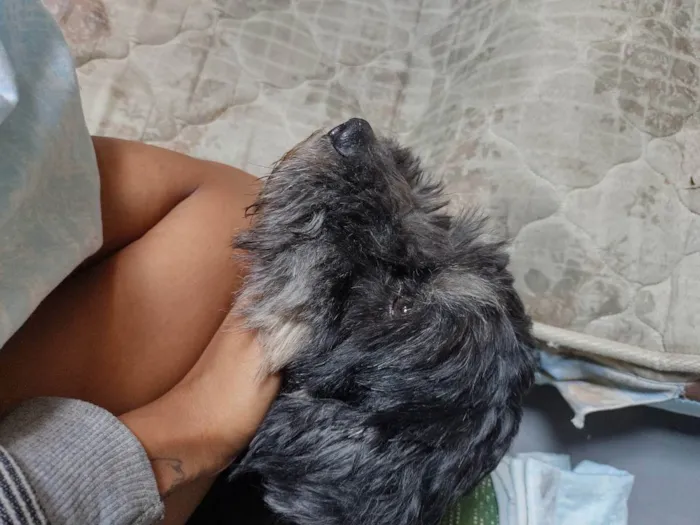 Cachorro ra a Chow-chow com Shiih Tzu idade 2 anos nome Nimue