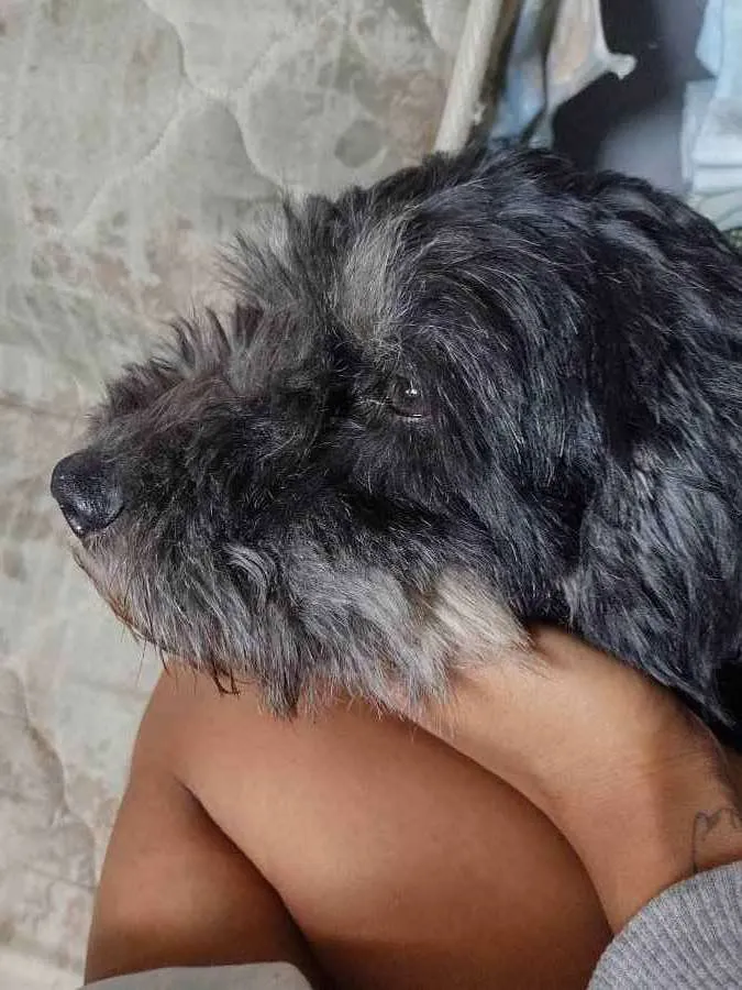 Cachorro ra a Chow-chow com Shiih Tzu idade 2 anos nome Nimue