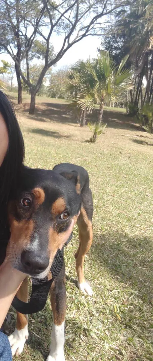 Cachorro ra a Sem raça  idade 1 ano nome Thor