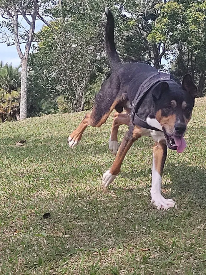 Cachorro ra a Sem raça  idade 1 ano nome Thor