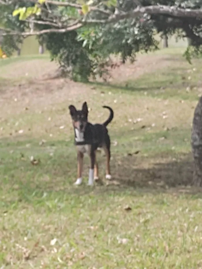 Cachorro ra a Sem raça  idade 1 ano nome Thor