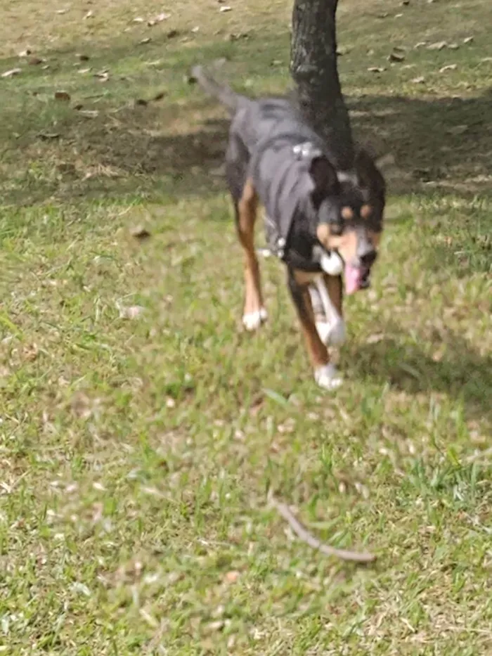 Cachorro ra a Sem raça  idade 1 ano nome Thor