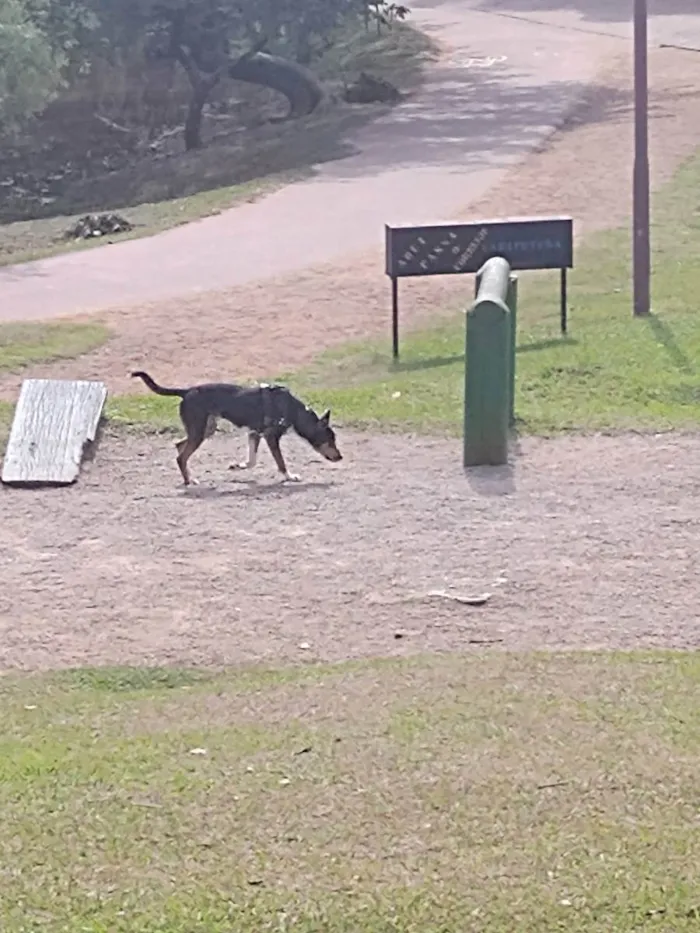 Cachorro ra a Sem raça  idade 1 ano nome Thor