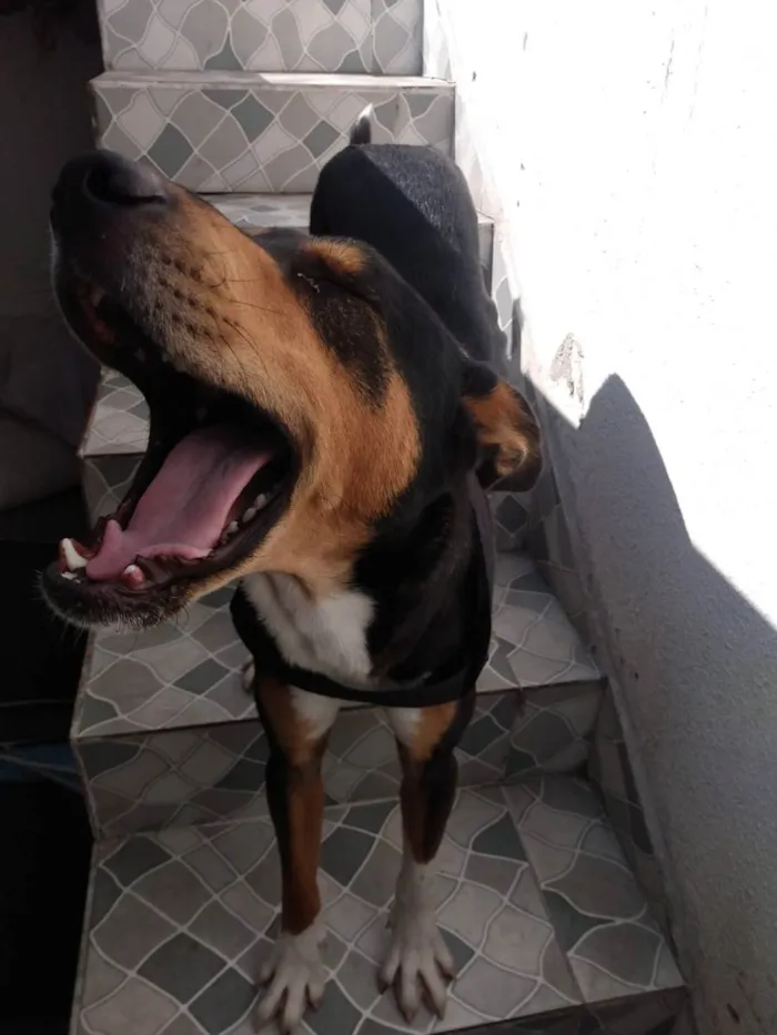 Cachorro ra a Sem raça  idade 1 ano nome Thor