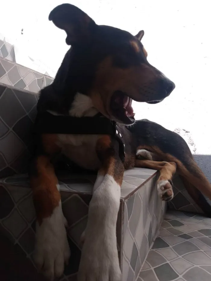 Cachorro ra a Sem raça  idade 1 ano nome Thor