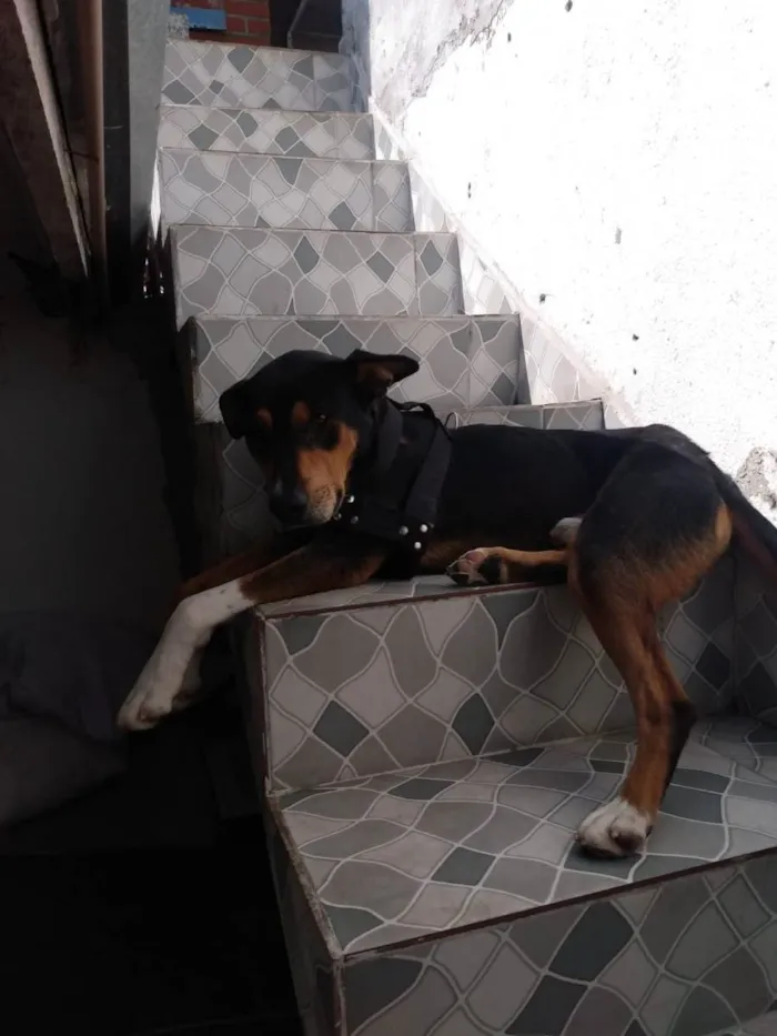 Cachorro ra a Sem raça  idade 1 ano nome Thor