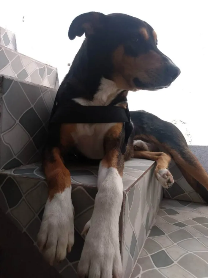 Cachorro ra a Sem raça  idade 1 ano nome Thor