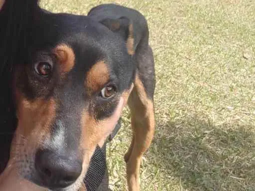 Cachorro ra a Sem raça  idade 1 ano nome Thor