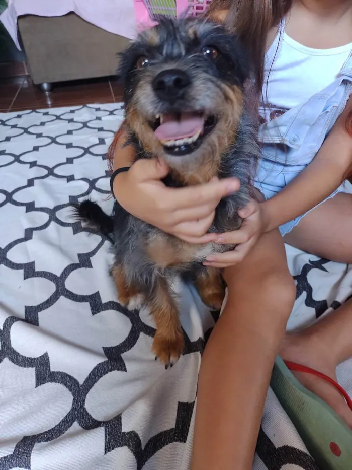 Cachorro ra a Dachshund com Chow-chow idade 2 anos nome Anya