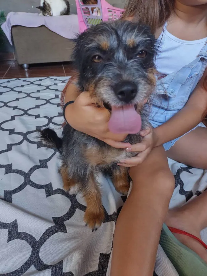 Cachorro ra a Dachshund com Chow-chow idade 2 anos nome Anya