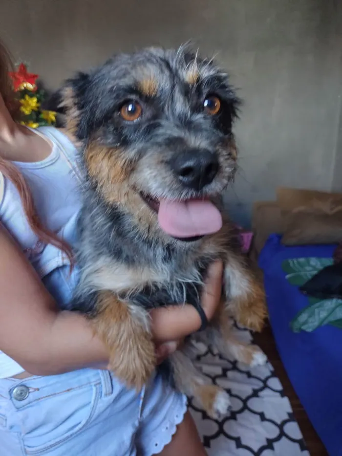 Cachorro ra a Dachshund com Chow-chow idade 2 anos nome Anya