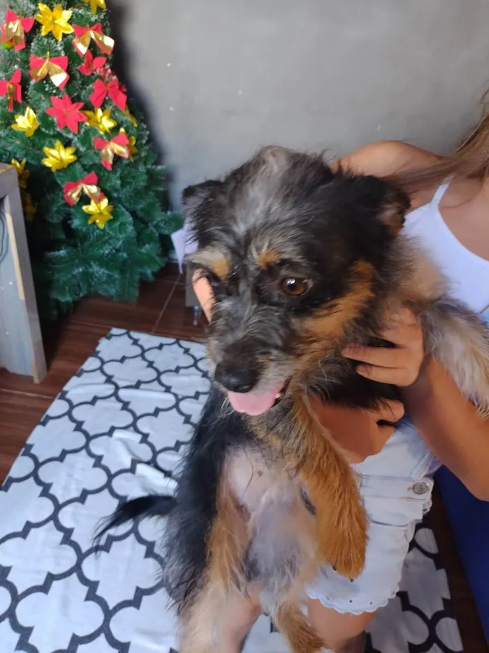 Cachorro ra a Dachshund com Chow-chow idade 2 anos nome Anya