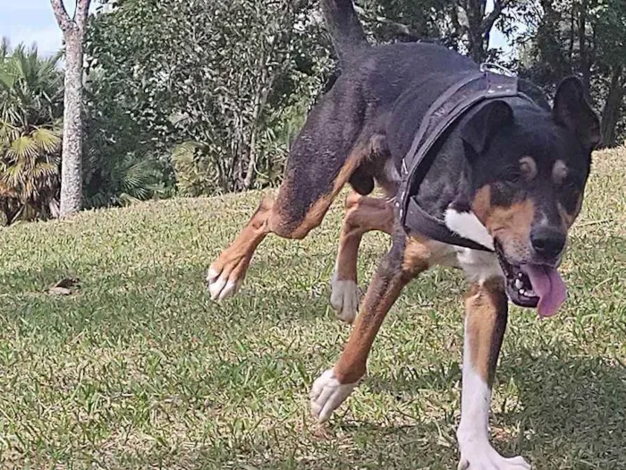 Cachorro ra a Sem raça  idade 1 ano nome Thor