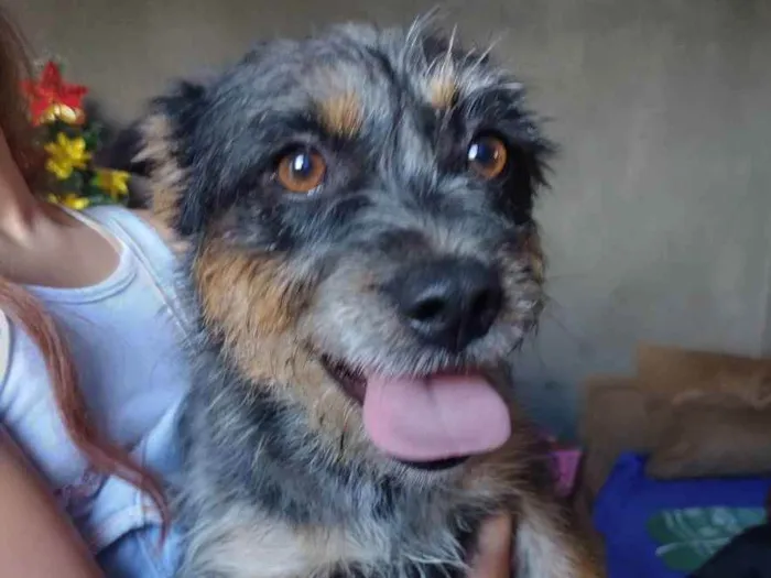 Cachorro ra a Dachshund com Chow-chow idade 2 anos nome Anya