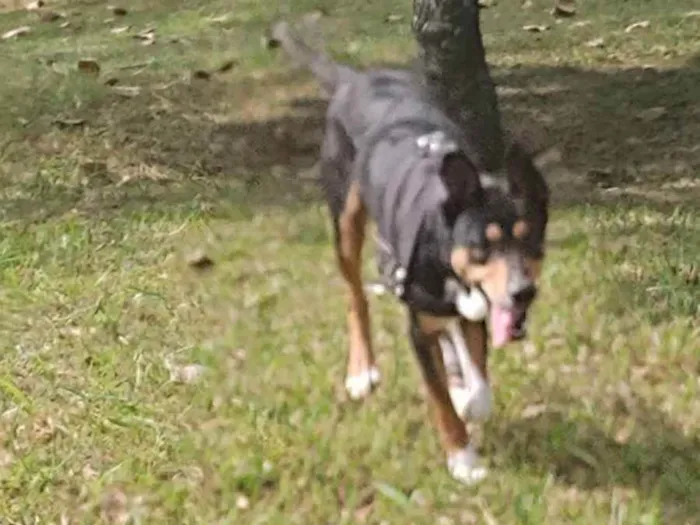 Cachorro ra a Sem raça  idade 1 ano nome Thor