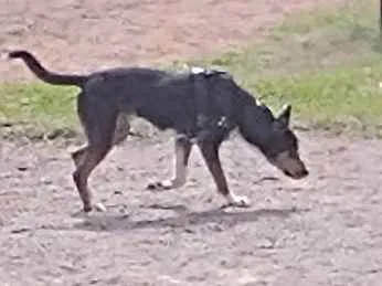 Cachorro ra a Sem raça  idade 1 ano nome Thor