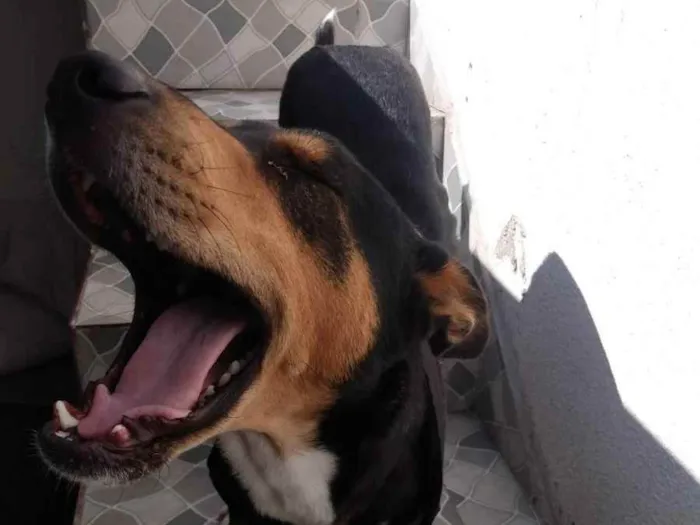 Cachorro ra a Sem raça  idade 1 ano nome Thor