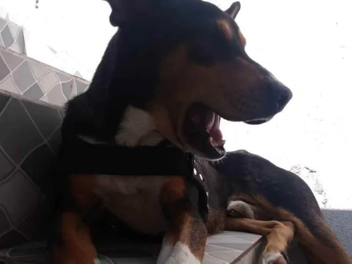 Cachorro ra a Sem raça  idade 1 ano nome Thor