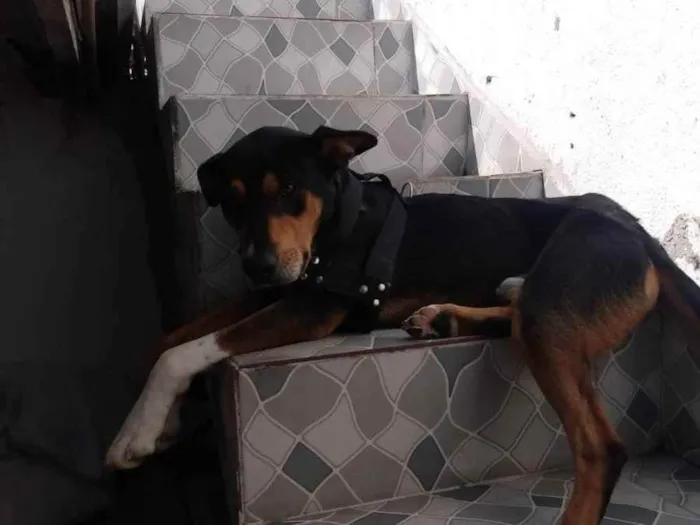 Cachorro ra a Sem raça  idade 1 ano nome Thor