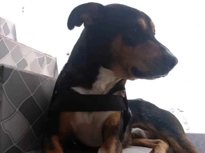 Cachorro ra a Sem raça  idade 1 ano nome Thor