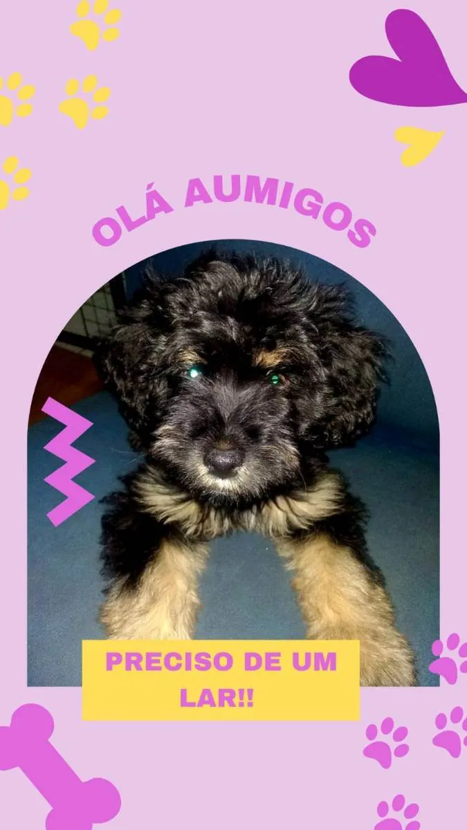 Cachorro raça DESCONHECIDA idade 2 a 6 meses nome HAVANA
