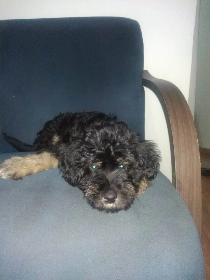 Cachorro raça DESCONHECIDA idade 2 a 6 meses nome HAVANA
