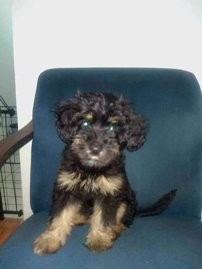 Cachorro raça DESCONHECIDA idade 2 a 6 meses nome HAVANA