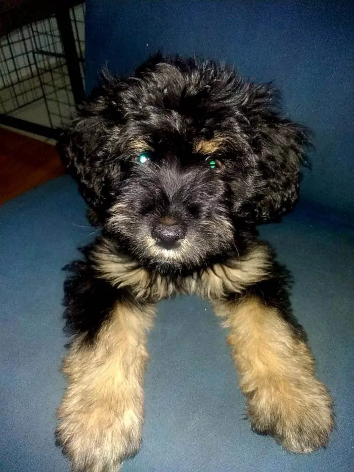 Cachorro raça DESCONHECIDA idade 2 a 6 meses nome HAVANA
