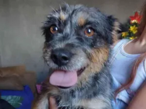 Cachorro raça Dachshund com Chow-chow idade 2 anos nome Anya