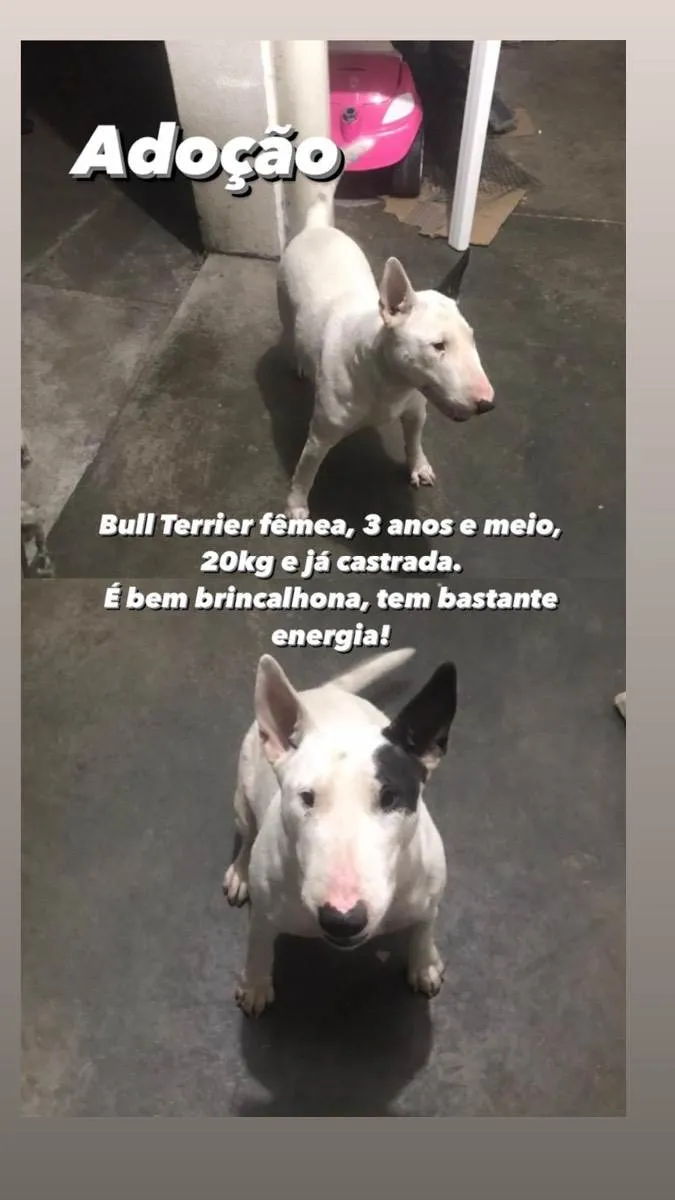 Cachorro ra a Bull terrier idade 3 anos nome Izzy