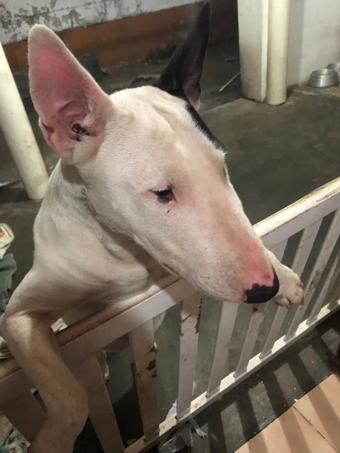 Cachorro ra a Bull terrier idade 3 anos nome Izzy