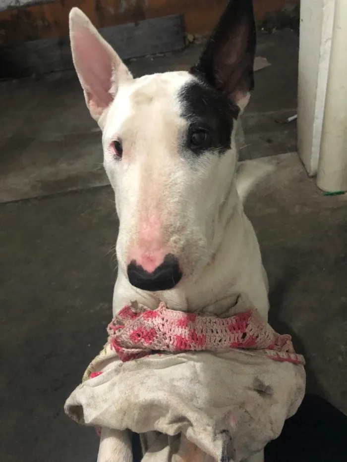 Cachorro ra a Bull terrier idade 3 anos nome Izzy