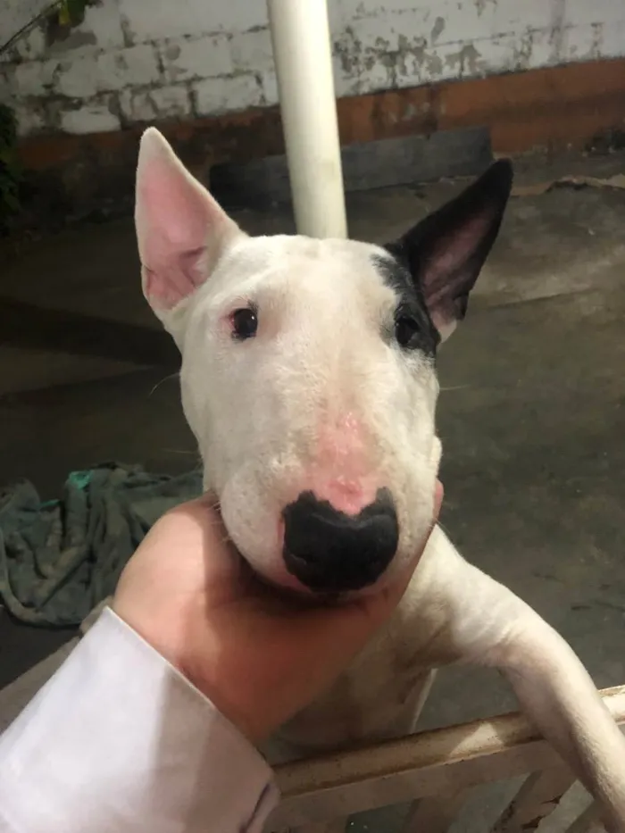 Cachorro ra a Bull terrier idade 3 anos nome Izzy