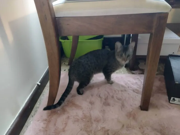 Gato ra a - idade 2 a 6 meses nome LISE