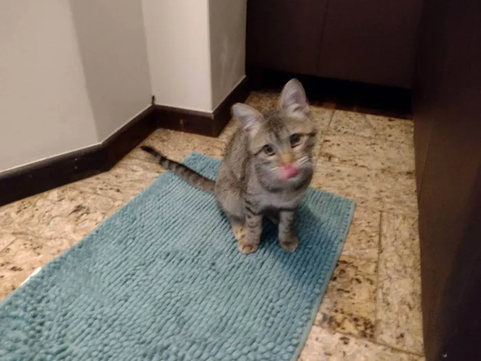 Gato ra a - idade 2 a 6 meses nome LISE