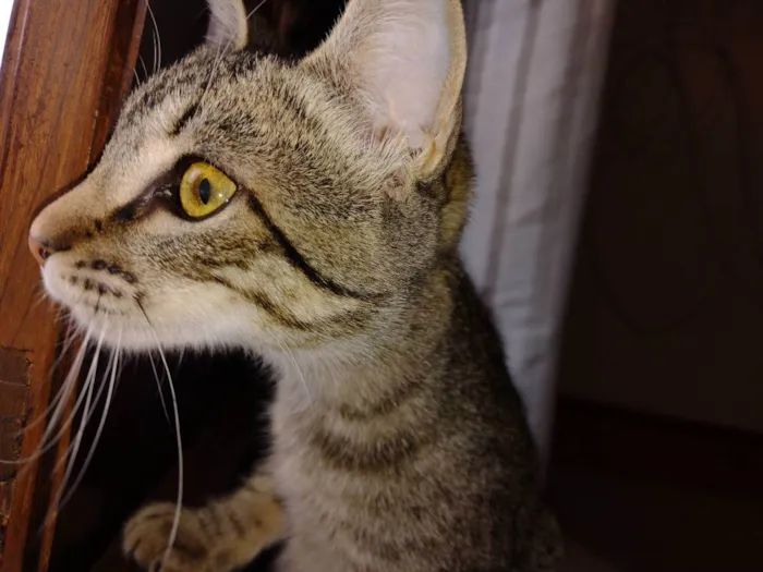 Gato ra a - idade 2 a 6 meses nome LISE