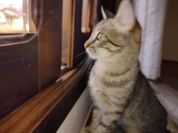 Gato ra a - idade 2 a 6 meses nome LISE