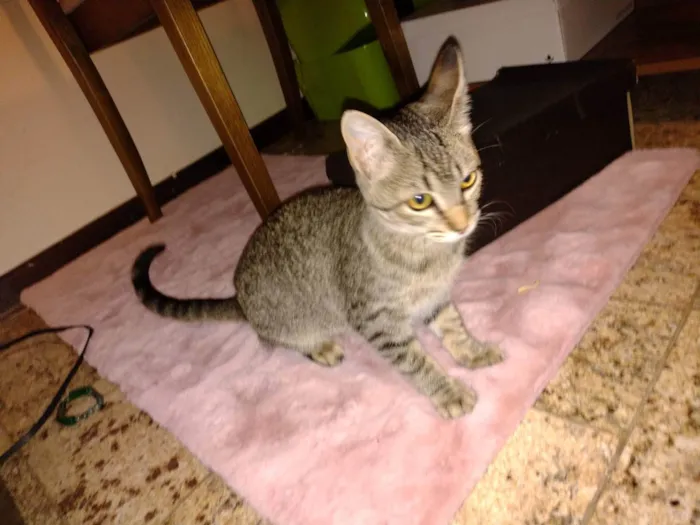 Gato ra a - idade 2 a 6 meses nome LISE