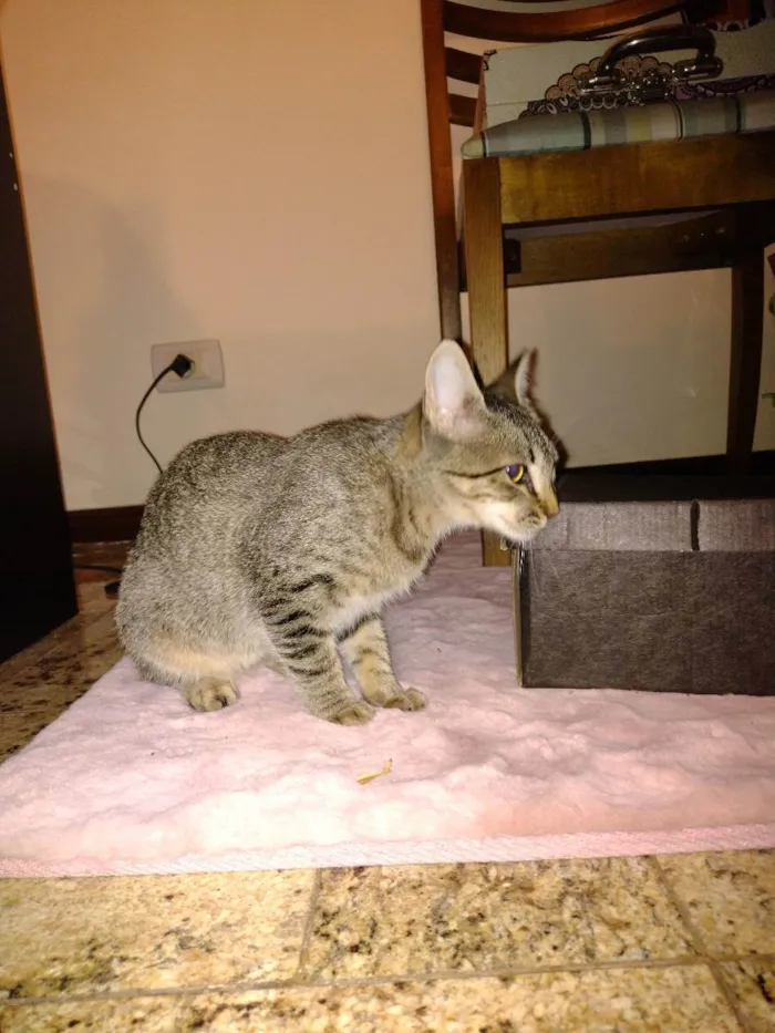 Gato ra a - idade 2 a 6 meses nome LISE