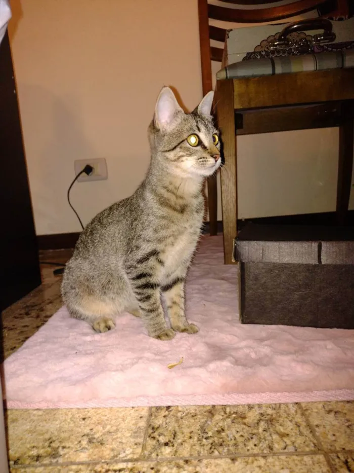 Gato ra a - idade 2 a 6 meses nome LISE