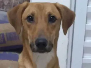 Cachorro raça Srs idade 7 a 11 meses nome Mel