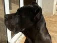 Maya