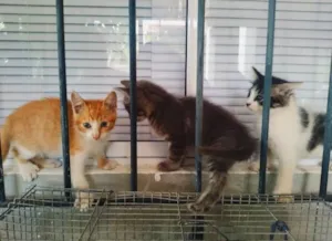 Gato raça ND idade Abaixo de 2 meses nome Adelaide/ Celeste / 