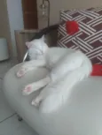 Áquila