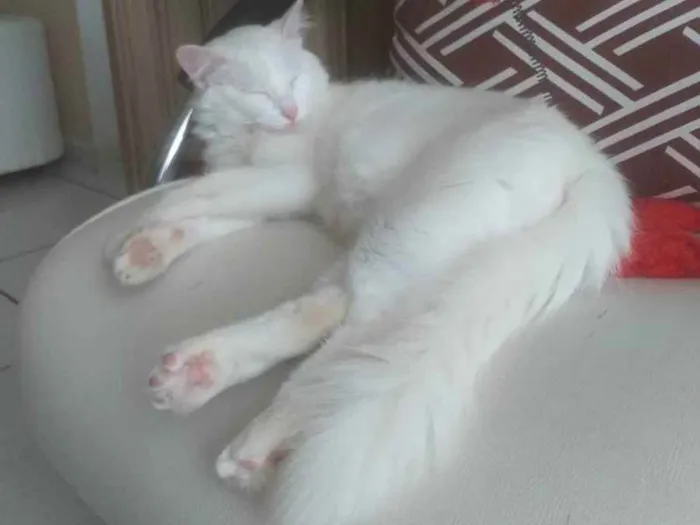 Gato ra a SRD idade 1 ano nome Áquila
