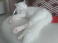Áquila
