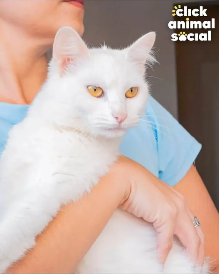 Gato ra a SRD idade 1 ano nome Áquila