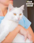 Áquila