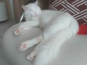 Gato raça SRD idade 1 ano nome Áquila