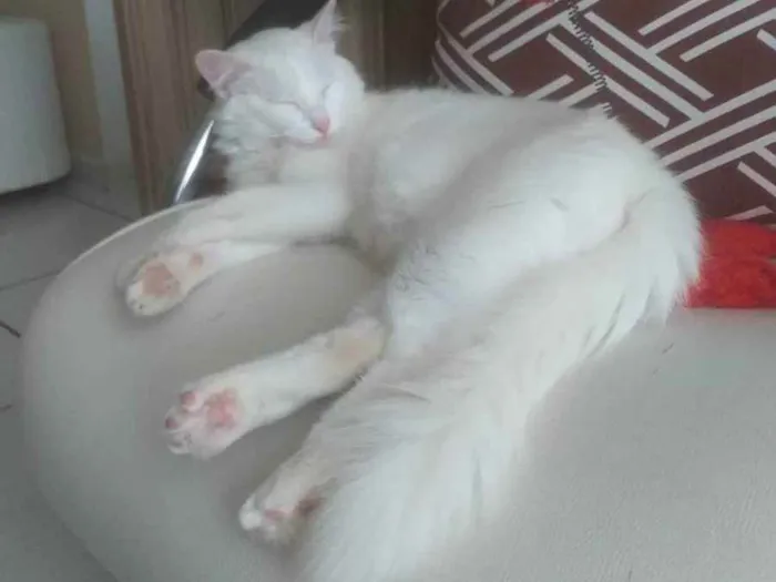 Gato ra a SRD idade 1 ano nome Áquila